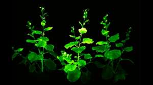 Как ученые из Сколково заставили растения излучать свет