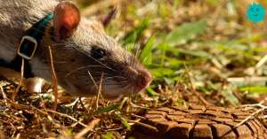 Крысы-герои спасают людей от мин и бацилл туберкулёза
