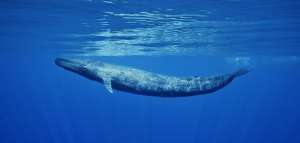 Пение гигантов: как ветер помогает синим китам искать криль