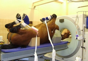 FOVEA: томографируем коня через игольное ушко