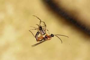 Зомби-рабы в мире насекомых: как раб становится едой, нянькой и телохранителем cвоего хозяина-паразита. Чудеса эволюции