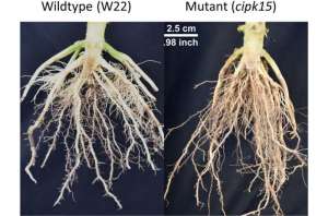 Исследователи определили ген, регулирующий угол роста корня у кукурузы
