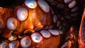 Крепкая хватка: инженерный аналог присосок осьминога