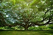 Как «волшебное дерево» помогает нам делать выбор