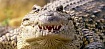 Зубная фея тут не работает: структура эмали зубов крокодилов и их доисторических предков