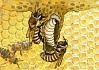 Рождение, жизнь и смерть европейской пчелы
