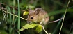 Мир глазами грызуна: камера, имитирующая зрение мыши