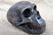 Как нам сделали научно-достоверную реплику черепа Homo Neanderthalensis с помощью рук и 3D принтера (интервью)