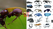 «Эволюция против муравьёв» сравниваем алгоритмы оптимизации