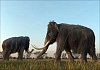 Россия — месторождение слонов