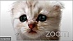 «Я в прямом эфире, но я не кот» — 3 самые большие ошибки презентаций в Zoom