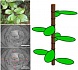 Математика листьев: как один необычный куст изменил уравнение модели роста растений