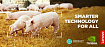 Precision Livestock Farming силами Lenovo ThinkSystem и NVIDIA EGX или при чём тут свиньи