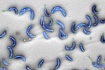Первый бактериальный геном, спроектированный при помощи компьютера