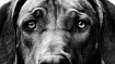«Щенячьи глазки»: 30 000 лет коэволюции собаки и человека