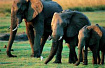 DBA: меняем «слонов» на переправе