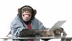 Можно ли научить обезьяну программировать? Ждёт ли нас поколение специалистов-бабуинов