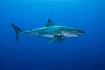 Физика в мире животных: как акулы ориентируются при помощи магнитного поля Земли