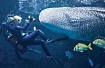 Содержание, транспортировка, адаптация и кормление китовых акул в аквариуме ( две статьи)