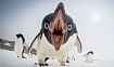 Можно ли пингвина наследовать от птицы?