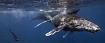 Маленький секрет большого сердца: первая в истории кардиограмма синего кита
