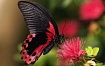 Крылья, поглощающие свет: секрет сверхчерных бабочек