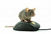 Мышка с мышкой: работа мозга во время бесконтактного управления курсором