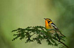 Сам себе орнитолог — нейросеть поможет распознать птиц по их пению